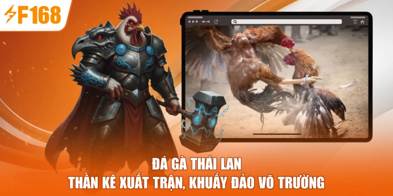 Đá Gà Thái Lan - Thần Kê Xuất Trận, Khuấy Đảo Võ Trường